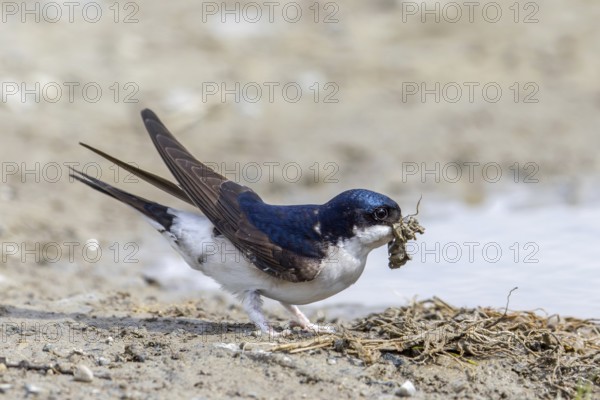 Common house martin, northern house martin (Delichon urbicum) collecting mud in beak from puddle for building nest in spring