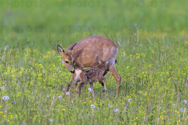 European roe deer (Capreolus capreolus) female, doe sniffing single fawn in meadow, grassland with wildflowers in spring
