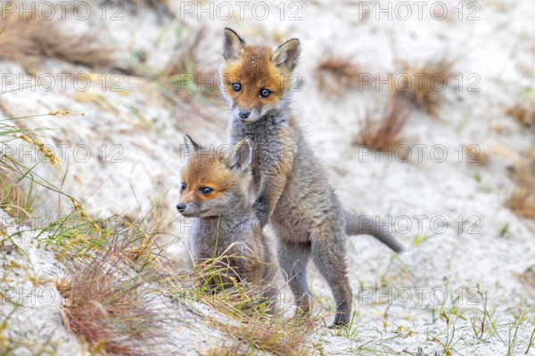 Young red foxes (Vulpes vulpes) two playful kits, juveniles playing near burrow, den in the sand dunes along the coast in spring
