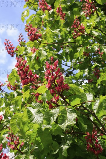 Red-flowering horse chestnut (Aesculus carnea), North Rhine-Westphalia, Germany