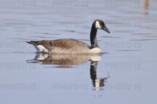 Canada goose (Branta canadensis), swimming on a lake, wildlife, birds, geese, nature reserve Wagbachniederung, Waghäusel, Baden-Württemberg, Germany
