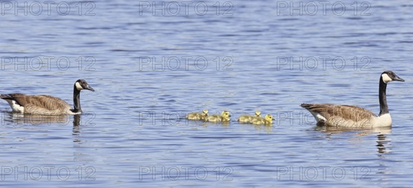 Canada goose (Branta canadensis), pair swimming with chicks on a lake, animal pair, wildlife, birds, geese, nature reserve Wagbachniederung, Waghäusel, Baden-Württemberg, Germany