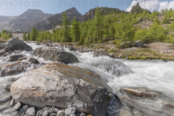 A rushing river cascades over smooth stones, surrounded by lush green trees and majestic mountains. The bright blue sky adds to the peaceful summer atmosphere. Grachen, Viege, Valais, Swiss