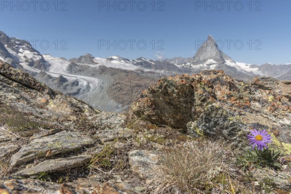 A solitary purple wildflower Aster des Alpes (Aster alpinus) rises from the rocky ground and displays its vibrant colour against the stone. The Matterhorn mountain towers majestically in the background on a bright day. Zermatt, Valais, Alps, Swiss