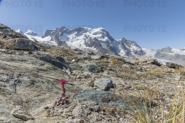 A striking pink flower Sempervivum arachnoideum (cobweb houseleek) grows out of a rocky surface and shows resilience in a ha rsh environment. The surrounding rocks and soil create a textured background in a remote area. Zermatt, Valais, Alps, Switzerland