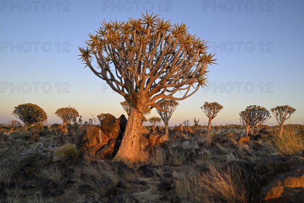 Quiver tree (Aloe dichotoma) in the morning light, quiver tree forest near Keetmanshoop, Karas Region, Namibia