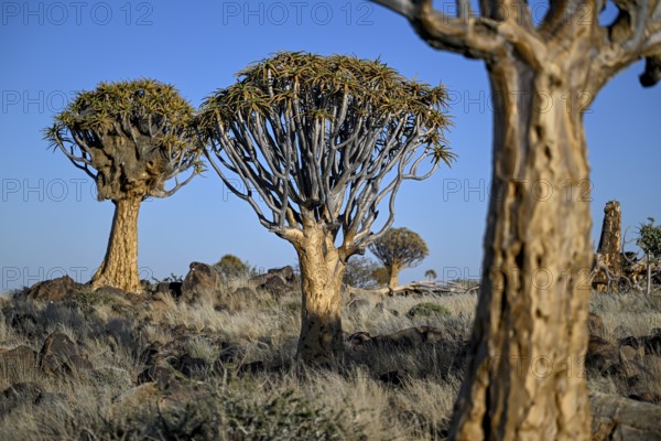 Quiver trees (Aloe dichotoma), quiver tree forest near Keetmanshoop, Karas Region, Namibia