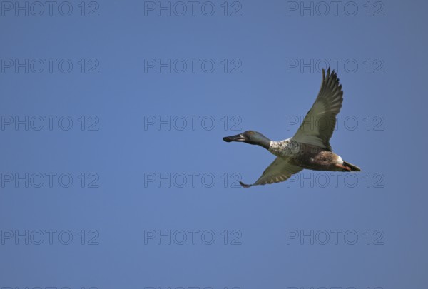 Flying drake of the shoveler (Anas clypeata) in front of a blue sky, Lower Rhine, North Rhine-Westphalia, Germany