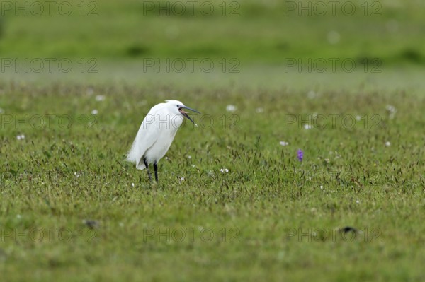 Little Egret (Egretta garzetta) standing in a meadow, Texel, North Holland, Netherlands
