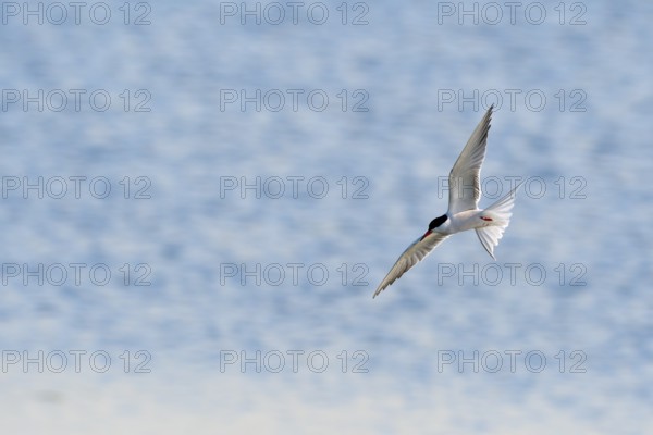 Common Tern (Sterna hirundo) in flight, Lower Rhine, North Rhine-Westphalia, Germany