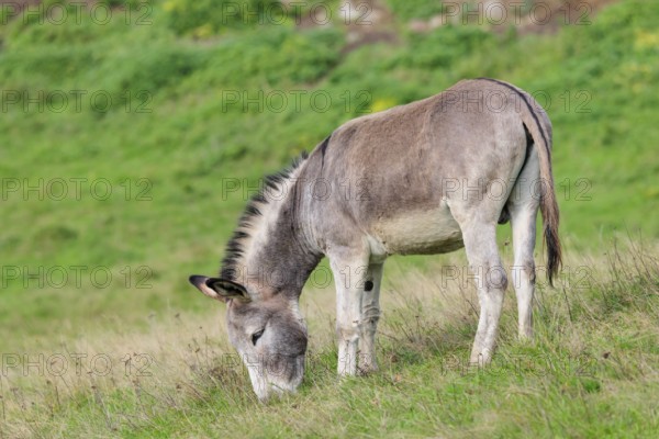 A male grey domestic donkey (Equus asinus) grazes in a green paddock