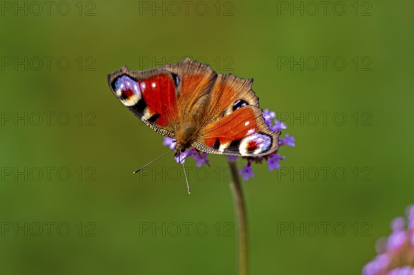 Butterfly, peacock butterfly (Aglais io), Purpletop vervain (Verbena bonariensis), Burgstemmen, Nordstemmen, Lower Saxony, Germany