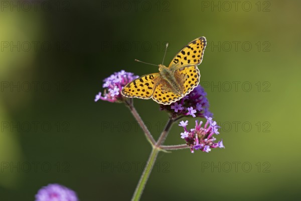 Butterfly, Small Pearl-bordered Fritillary (Issoria lathonia), Purpletop vervain (Verbena bonariensis), Burgstemmen, Nordstemmen, Lower Saxony, Germany