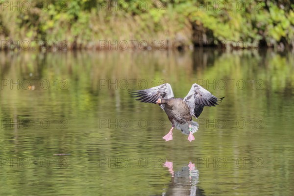An adult greylag goose (Anser anser) lands on a lake on a sunny day. Bavaria, Germany