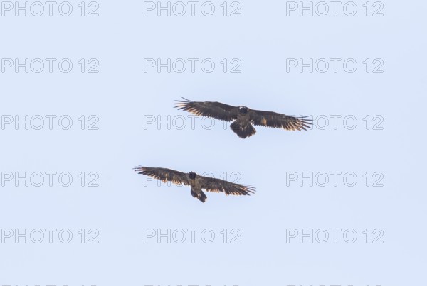 Bearded vulture (Gypaetus barbatus), Berchtesgaden, Alps, Bavaria, Germany