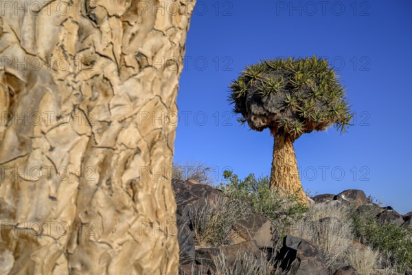 Quiver tree (Aloe dichotoma), quiver tree forest near Keetmanshoop, Karas Region, Namibia