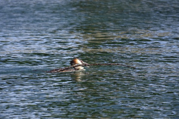 Great crested grebe (Podiceps ribbonfish) on a lake, summer, Germany