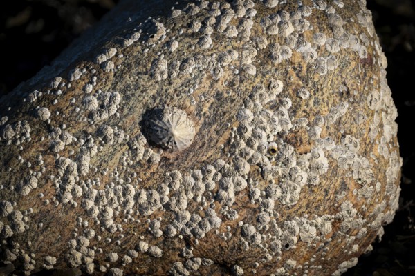 Limpet and barnacles (Patella vulgata, Semibalanus balanoides), rocks by the sea, Otroya or Otrøya Island, Møre og Romsdal, Norway