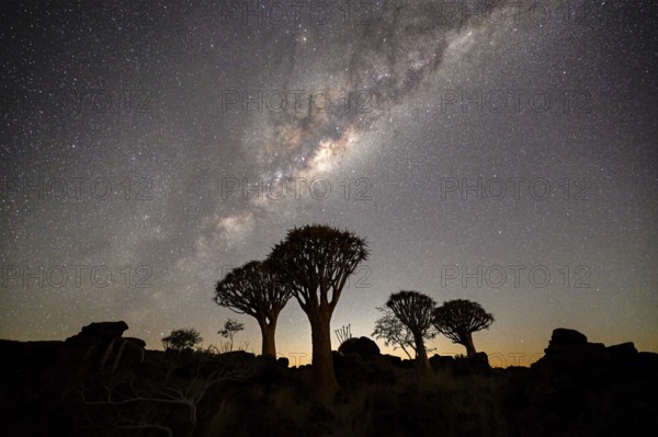 Quiver trees (Aloe dichotoma) under the starry sky, quiver tree forest near Keetmanshoop, Karas Region, Namibia