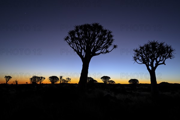 Quiver trees (Aloe dichotoma), blue hour, quiver tree forest near Keetmanshoop, Karas Region, Namibia