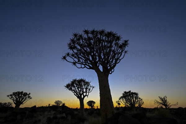 Quiver trees (Aloe dichotoma) in first daylight, quiver tree forest near Keetmanshoop, Karas Region, Namibia
