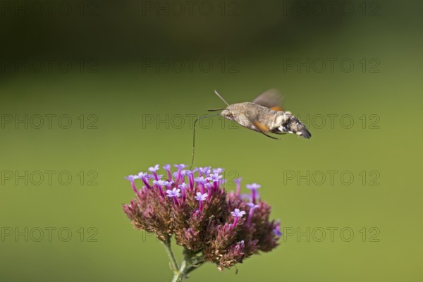 Butterfly, pigeon tail (Macroglossum stellatarum), also known as hummingbird butterfly or hummingbird hawk moth, Purpletop vervain (Verbena bonariensis), Burgstemmen, Nordstemmen, Lower Saxony, Germany