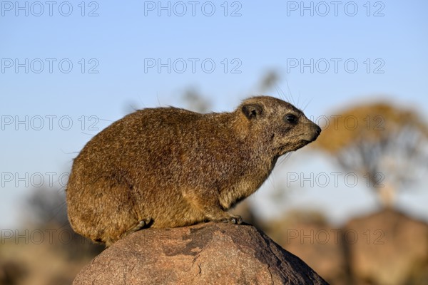 Klippschliefers (Procavia capensis), desert dormice or Klippdachs in the quiver tree forest near Keetmanshoop, Karas Region, Namibia
