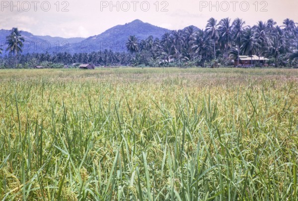 Rice cultivation paddy fields rural farming agriculture countryside area, Penang, Penang Island, Malaya, Malaysia 1965