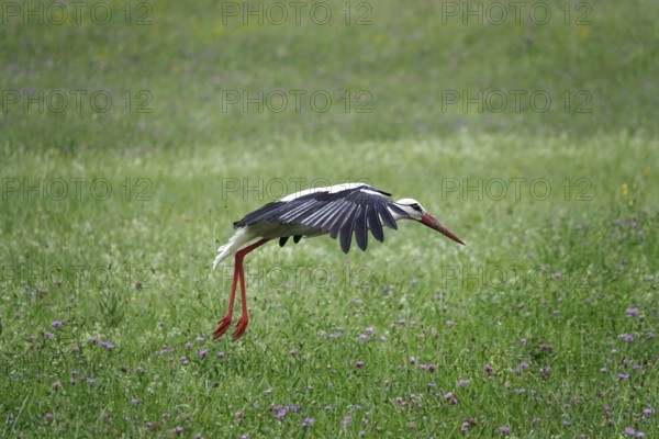 White stork, summer, Germany