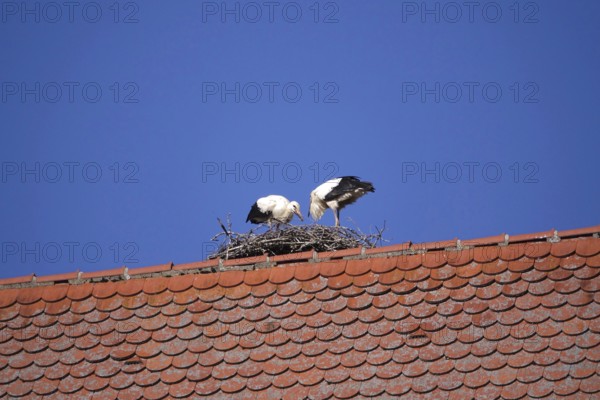 White storks, summer, Germany