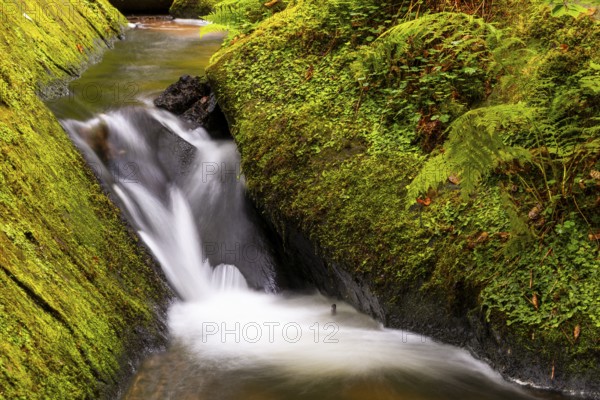 Stream through moss-covered stones, bracken fern (Pteridium aquilinum), Leptosporangiate ferns (Polypodiopsida), Karlstalschlucht, Trippstadt, Pfläzerwald, Rhineland-Palatinate, Germany
