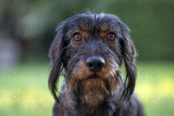 Rough-haired dachshund (Canis lupus familiaris) male, 4 years, animal portrait, attentive, Stuttgart, Baden-Württemberg, Germany