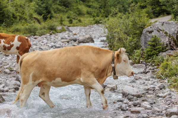 Holstein Friesian cattle crossing a creek on an alpine pasture. Eng valley, Austria