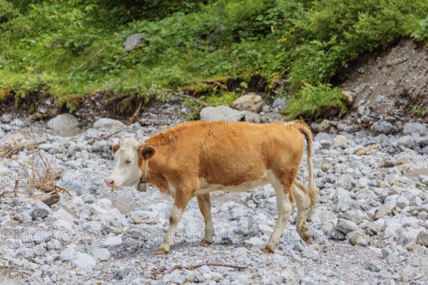 Holstein Friesian cattle crossing a creek on an alpine pasture. Eng valley, Austria