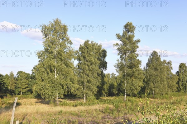 Heath landscape with heather (Calluna vulgaris) and birch trees and blue sky, Trupacher Heide nature reserve, Siegen, North Rhine-Westphalia, Germany