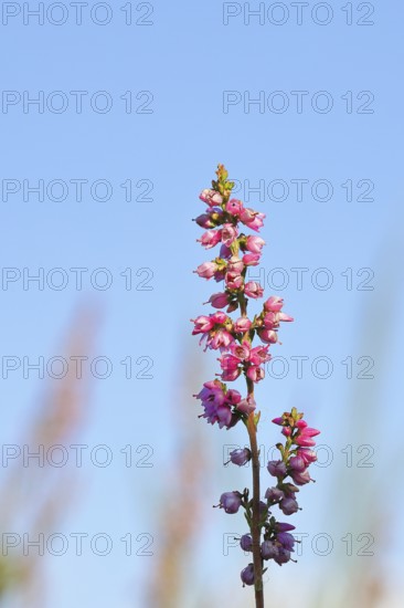 Flowering heather (Calluna vulgaris), heather, Trupacher Heide nature reserve, Siegen, North Rhine-Westphalia, Germany