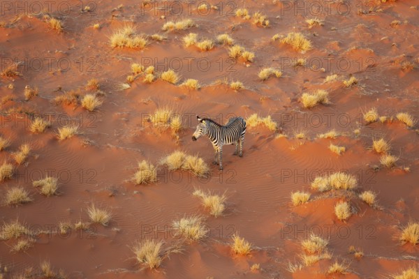 Hartmann's Mountain Zebra (Equus zebra hartmannae). At a sandy plain in the Namib Desert. Aerial view from a helicopter. Namib-Naukluft Park, Namibia