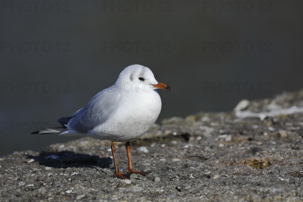 Black-headed gull (Chroicocephalus ridibundus), standing on a wall on the lakeshore, Lake Chiemsee, Prien, Bavaria, Germany