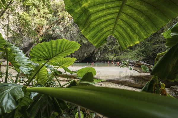 Sandy beach beach with cave in the rainforest, Emerald Cave, Koh Mook, Trang Province, Southern Thailand, Andaman Sea, Thailand