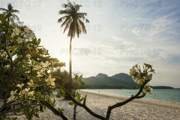 White sandy beach and coconut palms, sunset, Pearl Beach, Koh Mook, Trang Province, Southern Thailand, Andaman Sea, Thailand