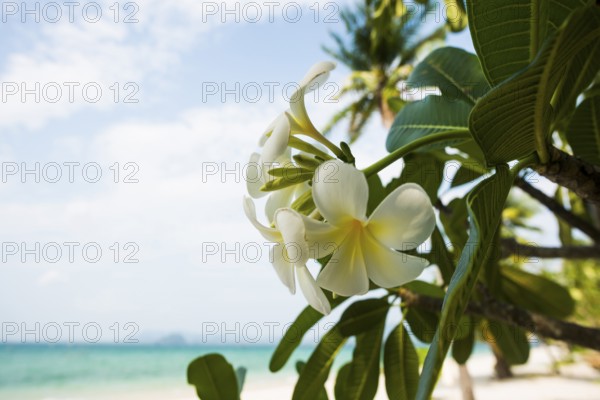 Frangipani, Pearl Beach, Koh Mook, Trang Province, Southern Thailand, Andaman Sea, Thailand