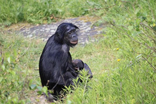 Bonobo (Pan Paniscus), pygmy chimpanzee, adult, female, juvenile, mother, social behaviour, suckling