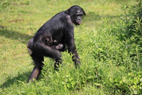 Bonobo (Pan Paniscus), pygmy chimpanzee, adult, female, juvenile, mother, social behaviour