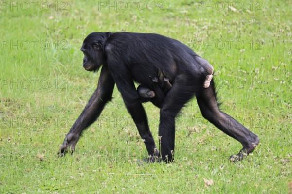 Bonobo (Pan Paniscus), dwarf chimpanzee, adult, female, juvenile, mother, running, social behaviour