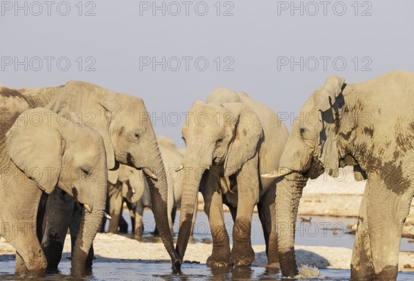 African Elephant (Loxodonta africana). Drinking at a waterhole. Etosha National Park, Namibia