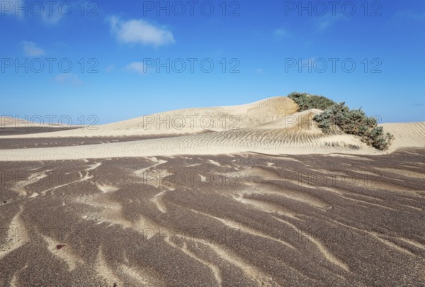 Small sand heaps form around the sparse vegetation in the Namib Desert. Skeleton Coast National Park, Namibia