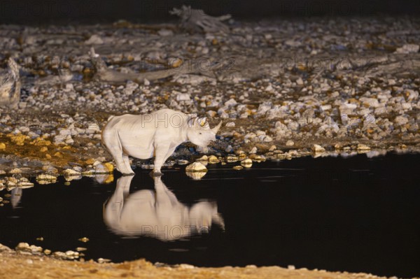 Black Rhinoceros (Diceros bicornis). Also called Hook-lipped Rhinoceros. At night at the floodlit waterhole of the Okaukuejo Camp. Etosha National Park, Namibia
