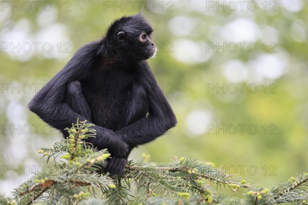 Brown-headed spider monkey (Ateles fusciceps rufiventris), alert, sitting, on tree, South America