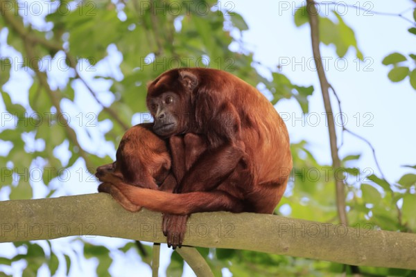 Venezuelan red howler (Alouatta seniculus), adult, female, juvenile, on tree, resting, South America