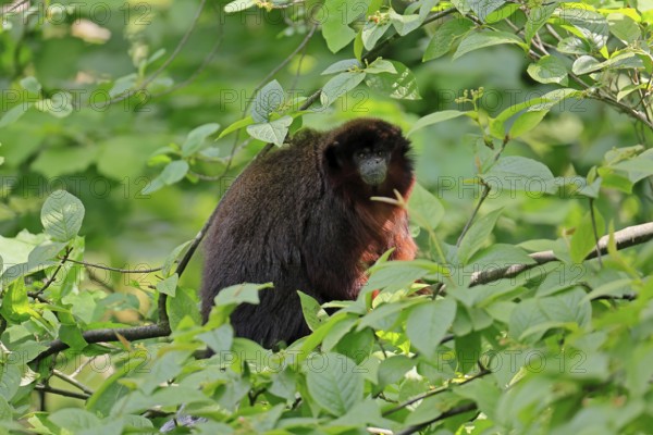 Coppery titi (Plecturocebus cupreus), adult, alert, on tree, South America